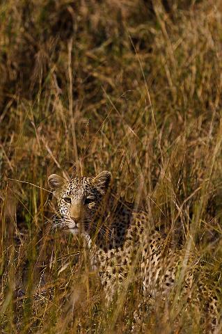 104 Okavango Delta, jong luipaard.jpg